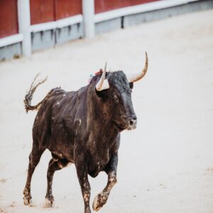 Fighting bull running in the arena. Bullring. Toro bravo