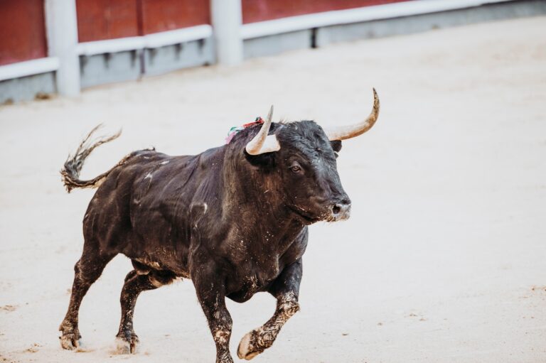 Fedezd fel az El Torito természetes erejét Fighting bull running in the arena. Bullring. Toro bravo